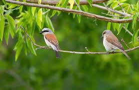 Attēlu rezultāti vaicājumam “Lanius collurio male”