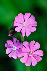 Attēlu rezultāti vaicājumam “Silene dioica flower”
