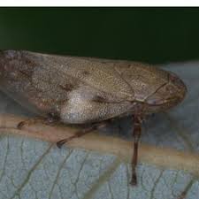 Attēlu rezultāti vaicājumam “Lepyronia coleoptrata”