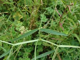 Attēlu rezultāti vaicājumam “Lathyrus sylvestris fruit”