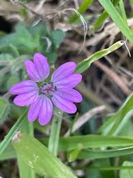 Attēlu rezultāti vaicājumam “Geranium molle flower”