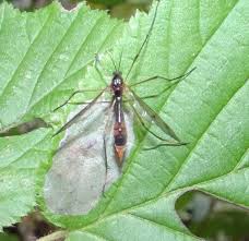 Attēlu rezultāti vaicājumam “Ptychoptera sp.”