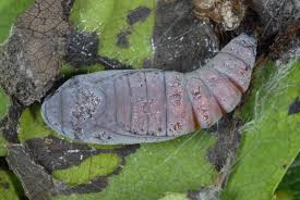 Attēlu rezultāti vaicājumam “Enargia paleacea”