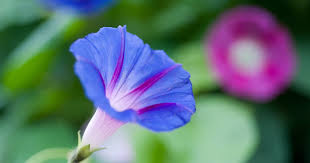 Image result for Ipomoea Heavenly Blue