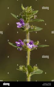 Attēlu rezultāti vaicājumam “Acinos arvensis flower”