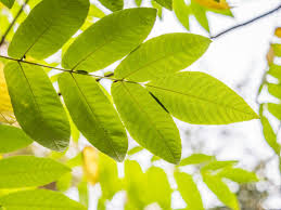 Attēlu rezultāti vaicājumam “Juglans mandshurica leaf”