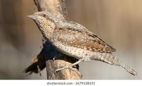 Attēlu rezultāti vaicājumam “Jynx torquilla”