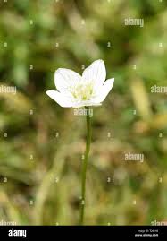 Attēlu rezultāti vaicājumam “Parnassia palustris bud”