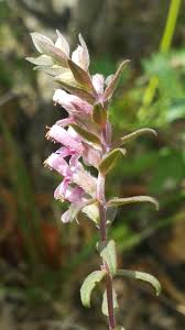 Attēlu rezultāti vaicājumam “Odontites vulgaris flower”