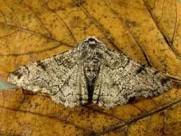 Attēlu rezultāti vaicājumam “Biston betularia”