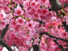 Image result for 緋寒桜