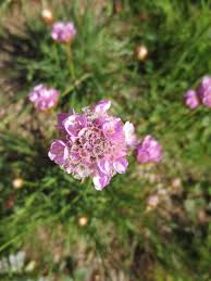 Attēlu rezultāti vaicājumam “Armeria vulgaris flower”
