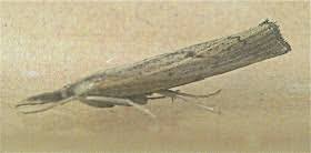 Attēlu rezultāti vaicājumam “Pediasia contaminella”