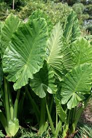 Attēlu rezultāti vaicājumam “Cephaloziella elachista macro”