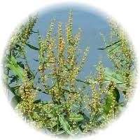 Attēlu rezultāti vaicājumam “Rumex hydrolapathum fruit”