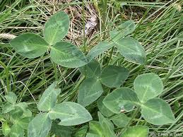 Attēlu rezultāti vaicājumam “Trifolium pratense leaf”