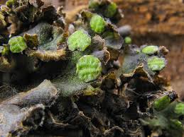 Attēlu rezultāti vaicājumam “Preissia quadrata”