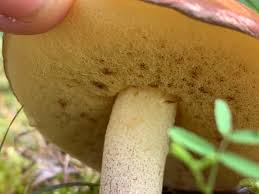 Attēlu rezultāti vaicājumam “Suillus granulatus”