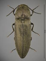 Attēlu rezultāti vaicājumam “Cidnopus aeruginosus”