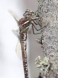 Attēlu rezultāti vaicājumam “Aeshna juncea male”
