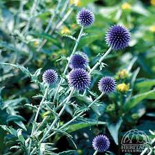 Attēlu rezultāti vaicājumam “Echinops sphaerocephalus leaf”