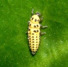 Attēlu rezultāti vaicājumam “Psyllobora vigintiduopunctata larva”