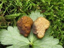 Attēlu rezultāti vaicājumam “Pachyphloeus melanoxanthus”