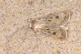 Attēlu rezultāti vaicājumam “Agrotis ripae”