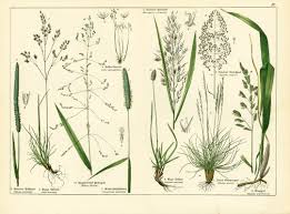 Attēlu rezultāti vaicājumam “Phleum phleoides fruit”