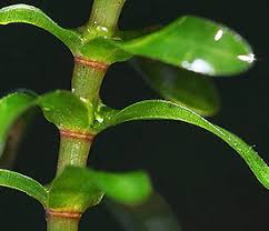 Attēlu rezultāti vaicājumam “Elodea canadensis leaf”