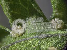 Attēlu rezultāti vaicājumam “Gymnocarpium robertianum”