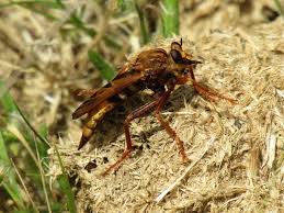 Attēlu rezultāti vaicājumam “Asilus crabroniformis”