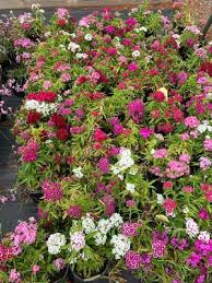 Image result for Dianthus barbatus