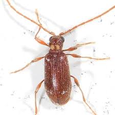 Attēlu rezultāti vaicājumam “Ptinus sp. male”