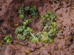 Attēlu rezultāti vaicājumam “Fossombronia wondraczekii”