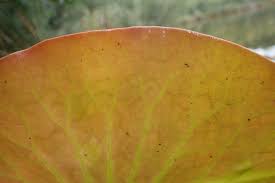 Attēlu rezultāti vaicājumam “Nymphaea alba leaf”