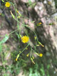 Attēlu rezultāti vaicājumam “Hieracium umbellatum bud”