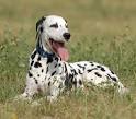 Dalmatian Photo | Dog Family