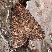 Attēlu rezultāti vaicājumam “Apamea remissa”