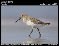 Attēlu rezultāti vaicājumam “Calidris alpina”