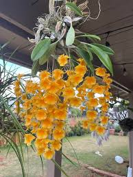 Attēlu rezultāti vaicājumam “Didymium aggregatum”