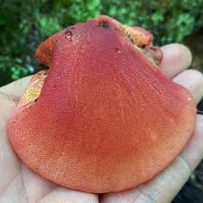 Attēlu rezultāti vaicājumam “Fistulina hepatica”