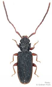 Attēlu rezultāti vaicājumam “Silvanidae”