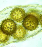 Attēlu rezultāti vaicājumam “Pachyphloeus melanoxanthus”
