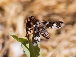 Attēlu rezultāti vaicājumam “Exoprosopa capucina”