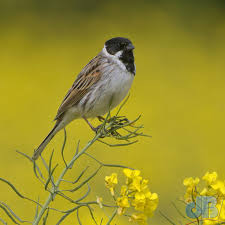 Attēlu rezultāti vaicājumam “Emberiza schoeniclus male”