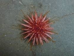 Image result for Mesocentrotus franciscanus