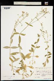 Attēlu rezultāti vaicājumam “Cerastium sylvaticum”