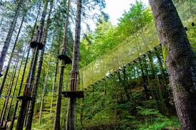Image result for Go Ape! Grizedale