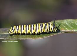 Image result for monarch caterpillar